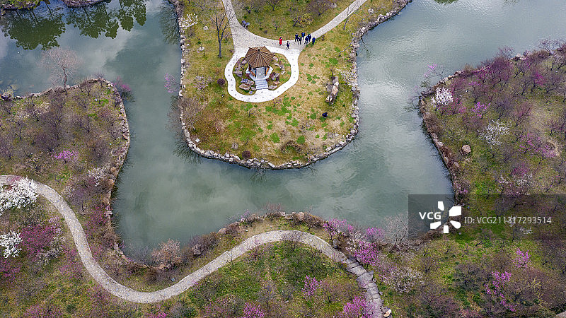 瘦西湖湖上梅林竞芬芳图片素材