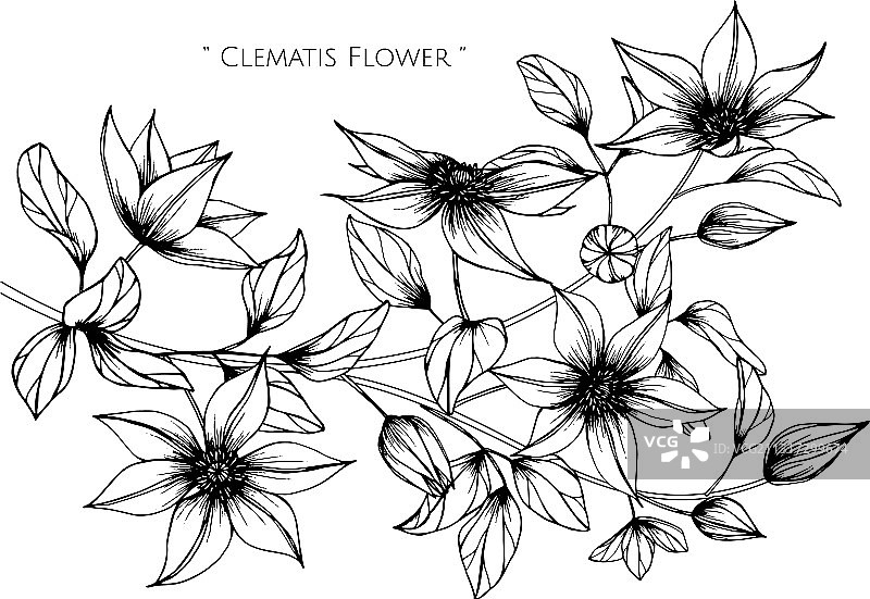 铁线莲花叶手绘植物图图片素材