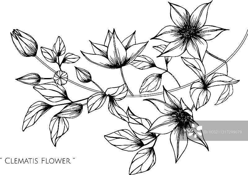 铁线莲花叶手绘植物图图片素材