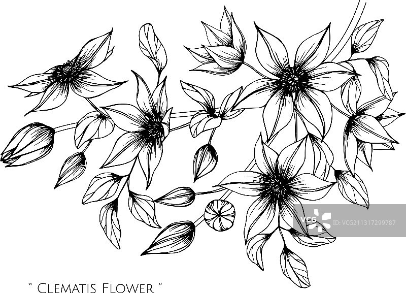 铁线莲花叶手绘植物图图片素材