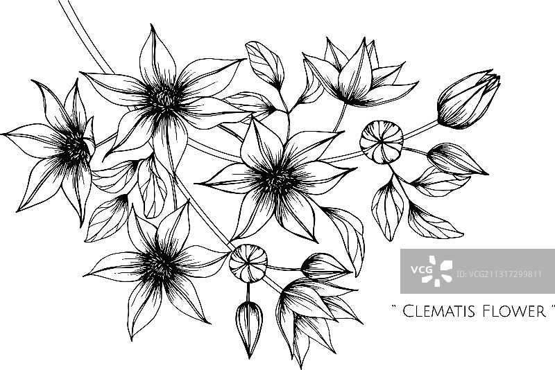 铁线莲花叶手绘植物图图片素材