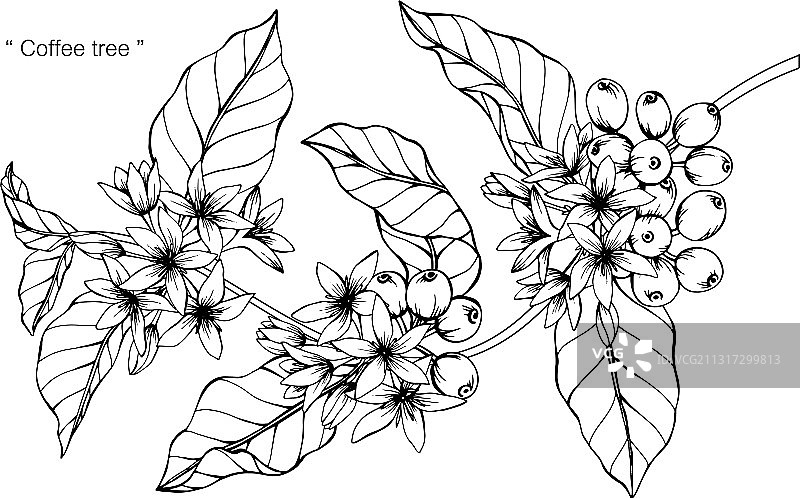 手绘咖啡花叶植物图片素材