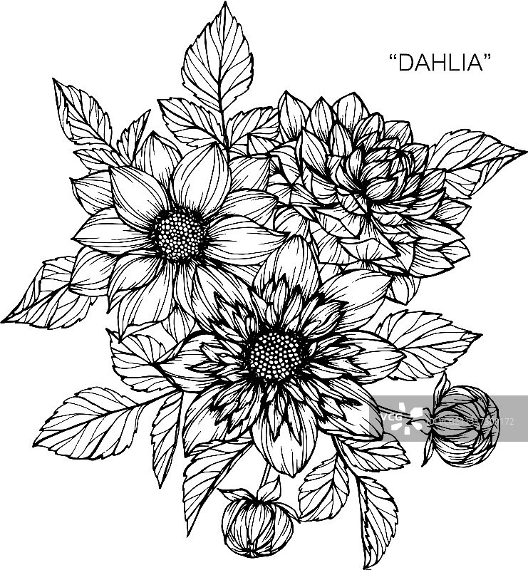 手绘植物大丽花图片素材