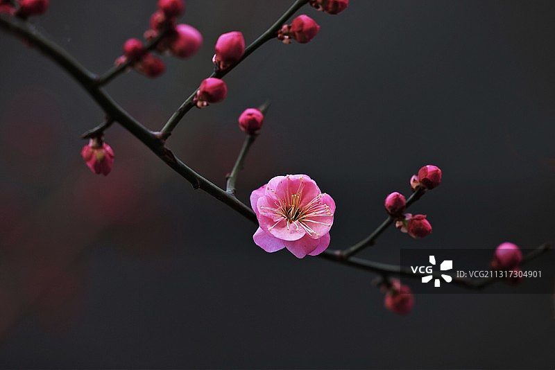 红梅报春图片素材