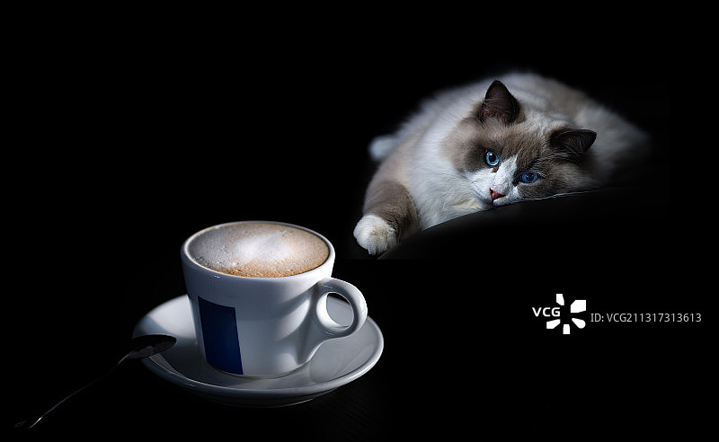 猫先生的下午茶图片素材