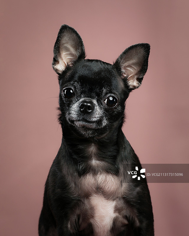 吉娃娃犬肖像图片素材