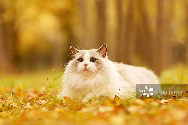 银杏林中的布偶猫图片素材