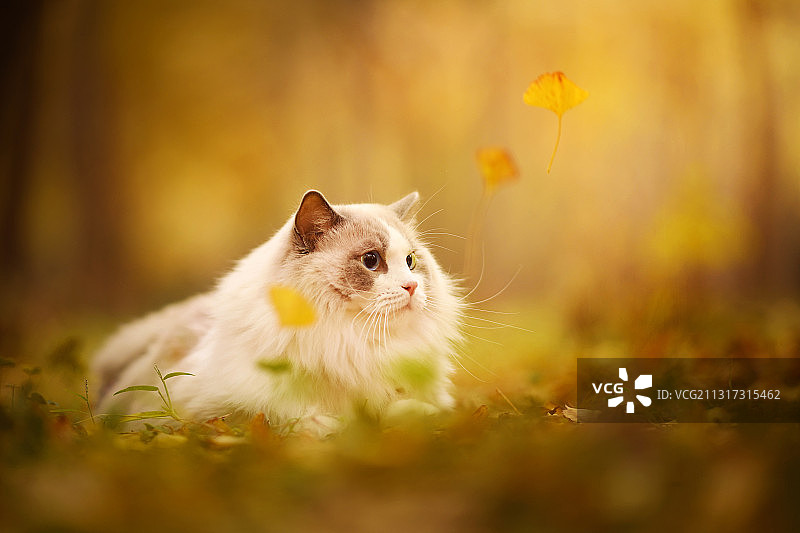 银杏林中的布偶猫图片素材