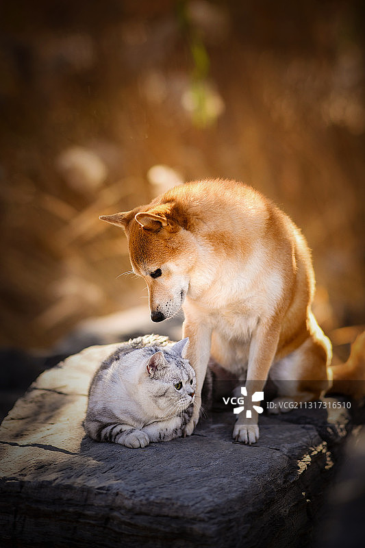 石头上的狗和猫图片素材