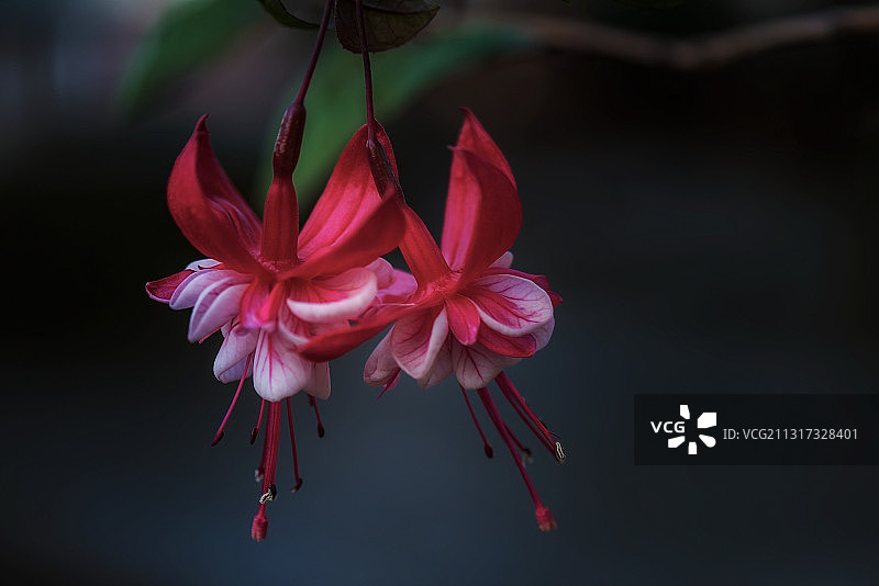 《灯笼花》图片素材