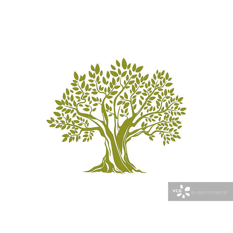 带有宽阔树干树枝和叶子的橄榄树图片素材