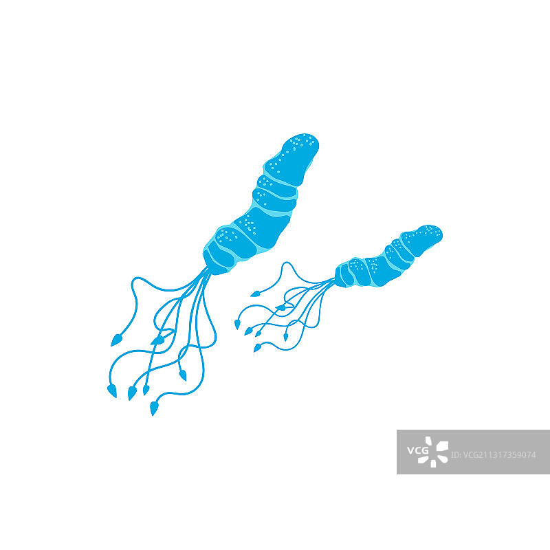 鞭毛螺旋菌微观细菌图片素材