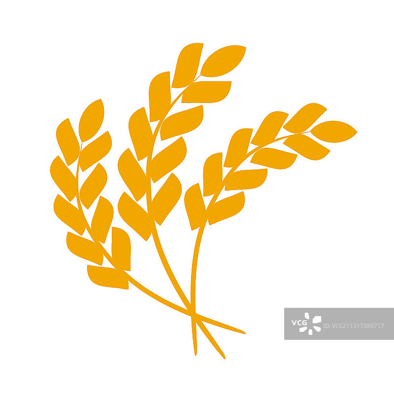 小麦或大麦穗，小麦粮食丰收图片素材