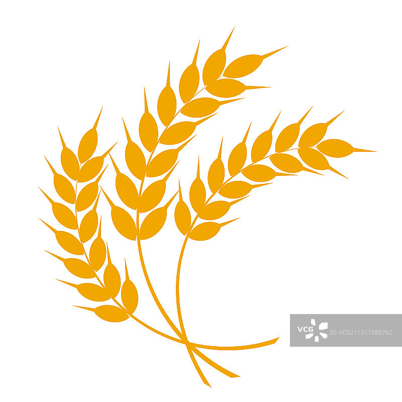 小麦或大麦穗，小麦粮食丰收图片素材