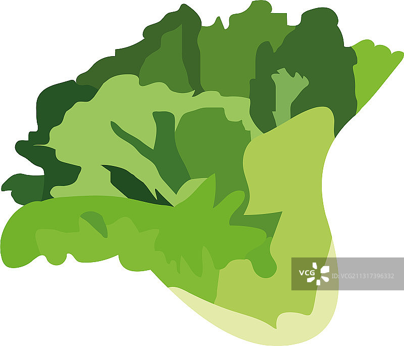 生菜蔬菜图片素材