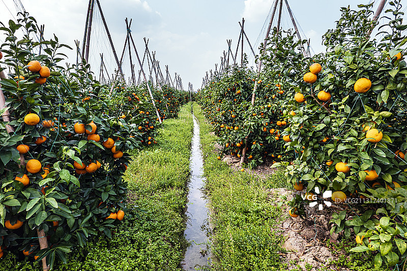 广西武鸣沃柑种植园图片素材