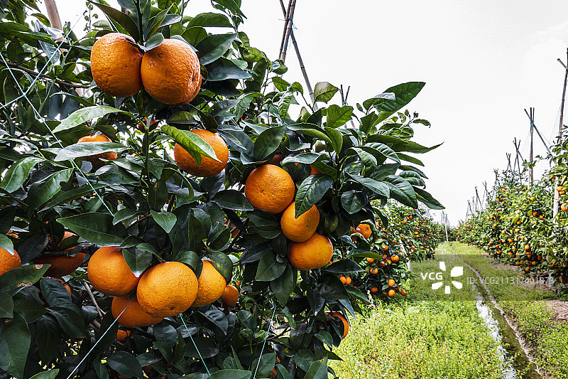 广西沃柑特写图片素材