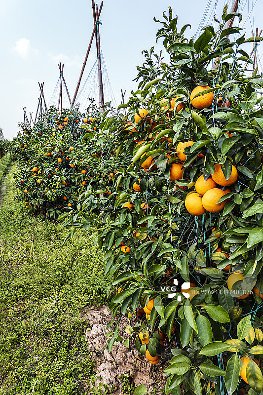 广西武鸣沃柑种植园图片素材