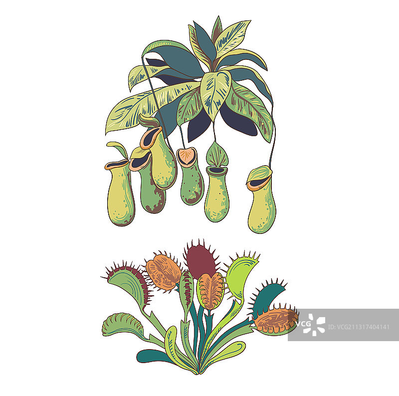 食肉植物合集图片素材