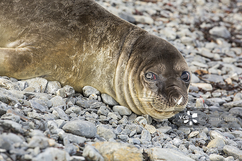 南象海豹，在南乔治亚普里昂岛，南极洲图片素材
