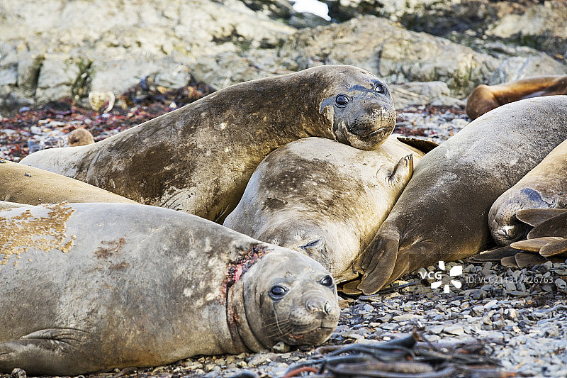 南象海豹，在南乔治亚普里昂岛，南极洲图片素材