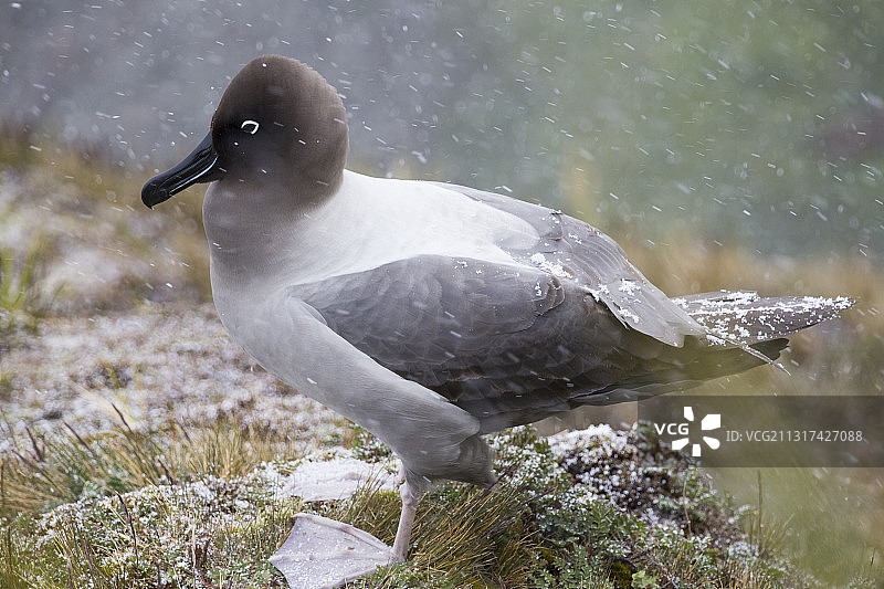 在南乔治亚岛格里特维肯的悬崖上筑巢的灰背信天翁图片素材