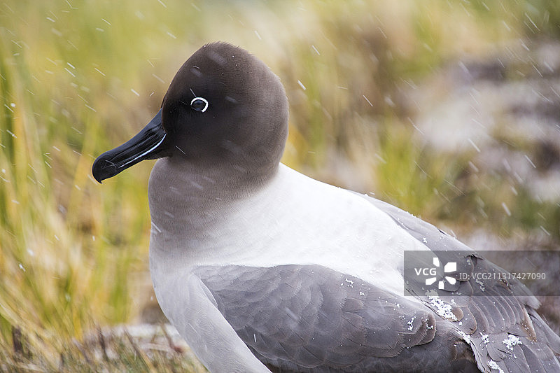 在南乔治亚岛格里特维肯的悬崖上筑巢的灰背信天翁图片素材