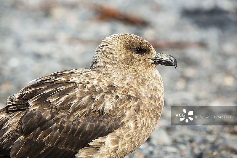 南极贼鸥在南乔治亚索尔兹伯里平原海滩上图片素材