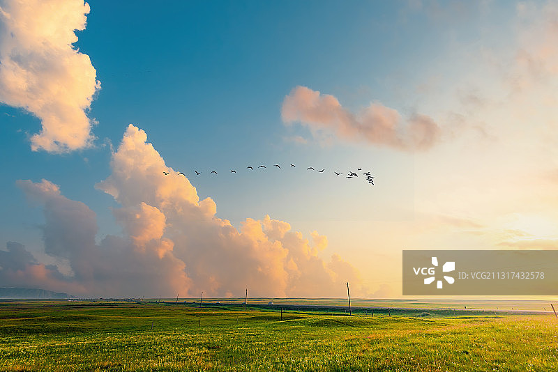 青海湖草原日出和飞鸟图片素材