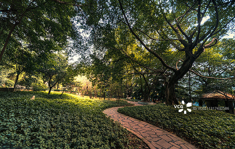 一束阳光穿过树林照在公园的草坪上图片素材