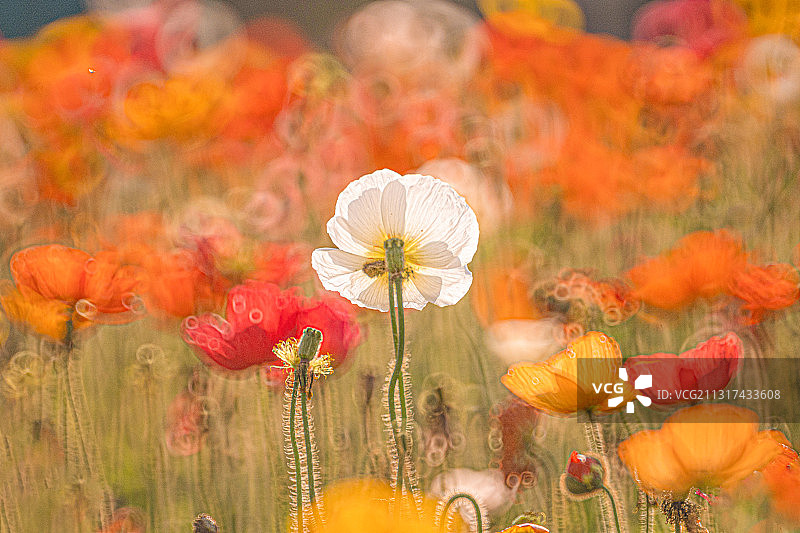 七彩缤纷虞美人花图片素材