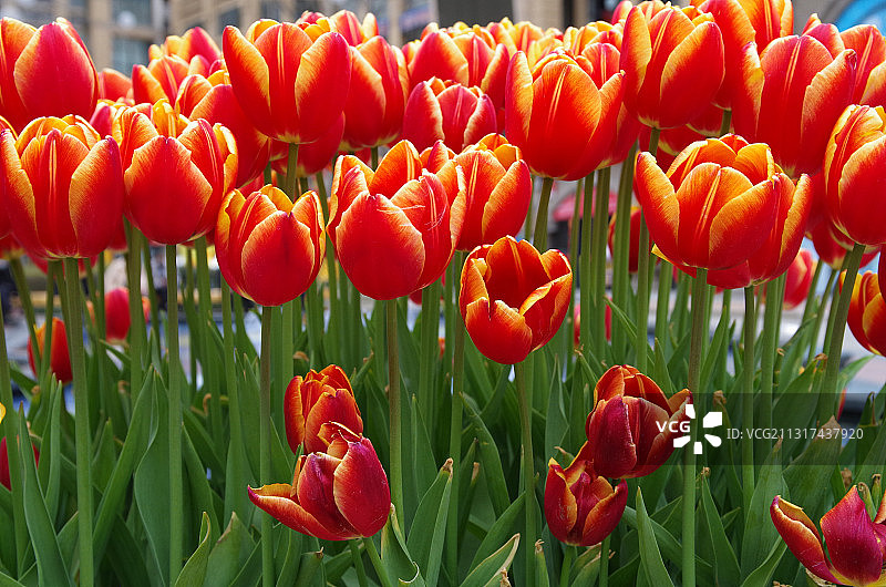 火红的郁金香图片素材