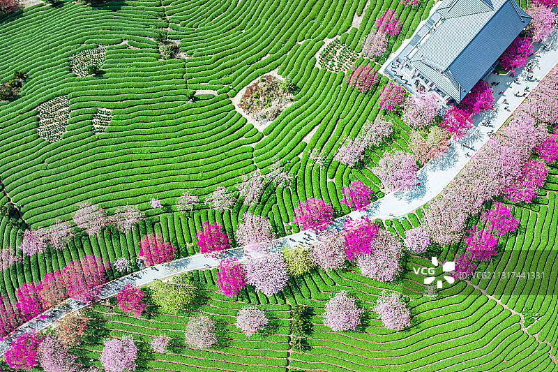 福建龙岩樱花茶园图片素材