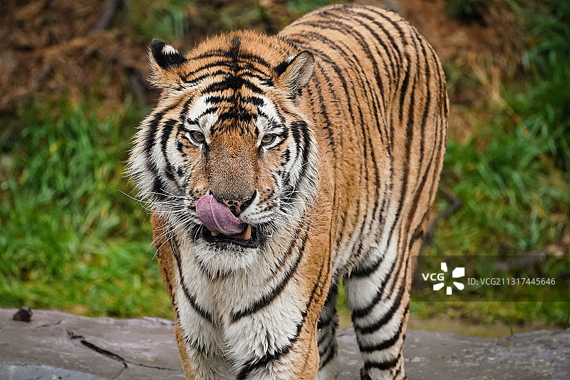 华南虎图片素材