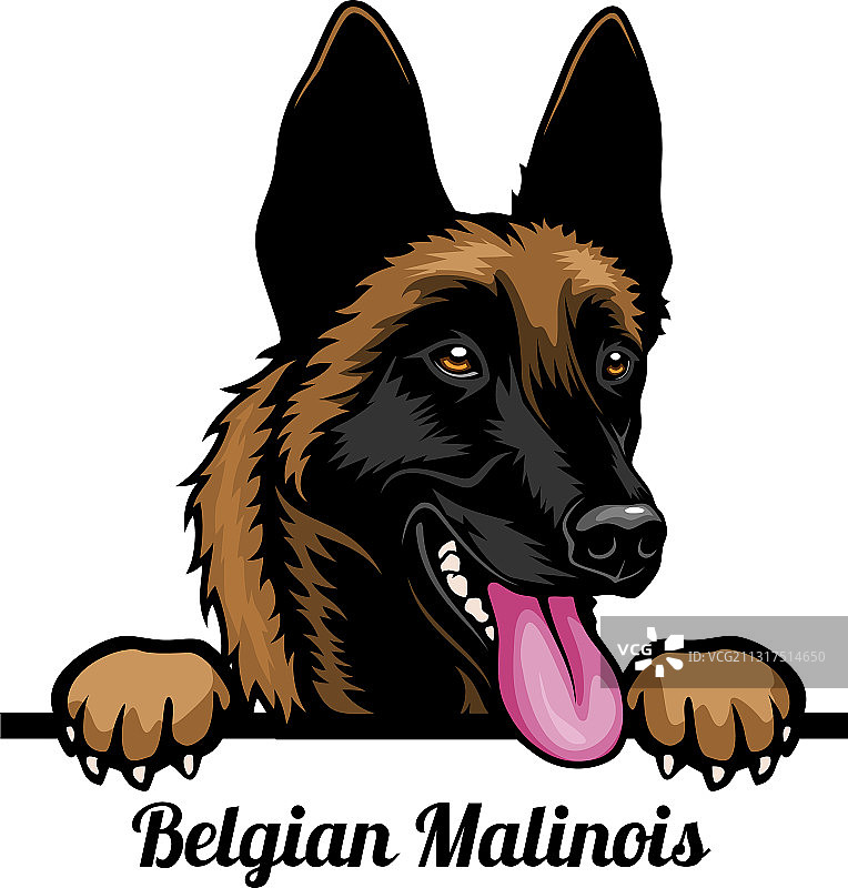 比利时马里努阿犬-彩色偷看狗-品种面部图片素材