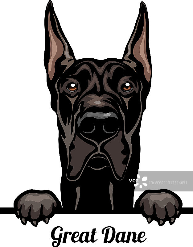 大丹犬 - 窥视的狗狗 - 品种面部头部图片素材