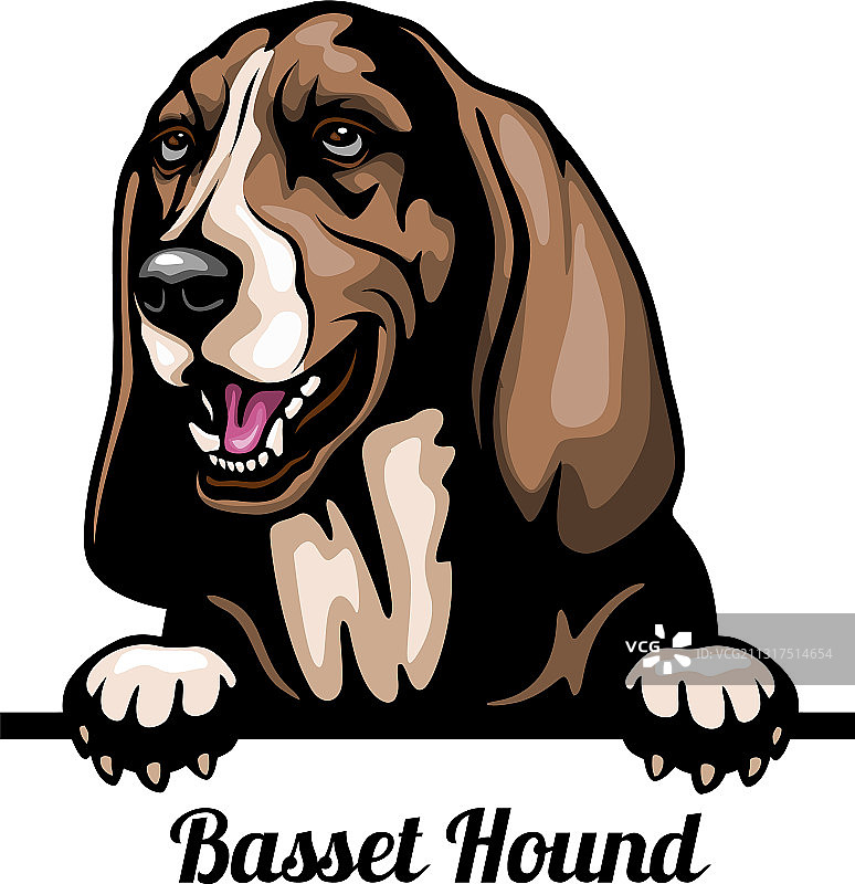 巴赛特猎犬 - 彩色偷看狗 - 品种脸图片素材