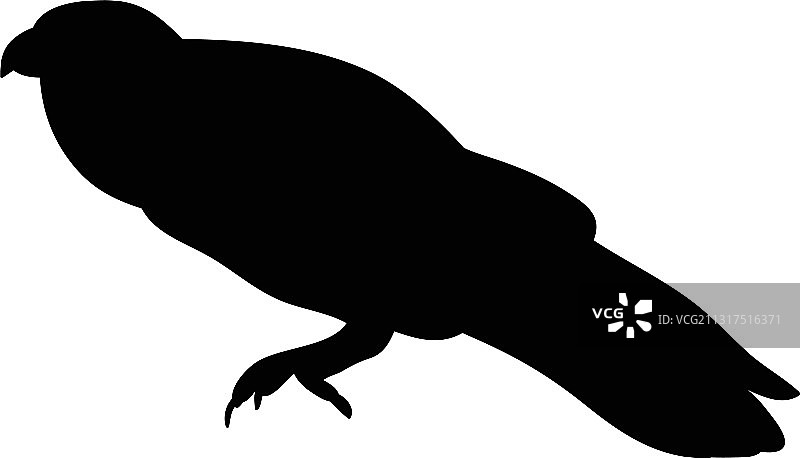 独立的乌鸦剪影图片素材