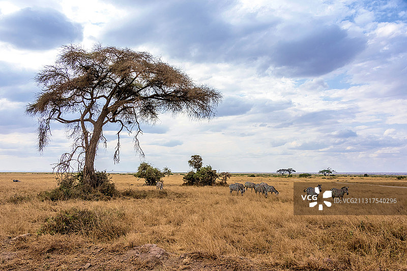 肯尼亚安博塞利斑马图片素材