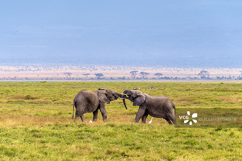 肯尼亚安博塞利象群图片素材