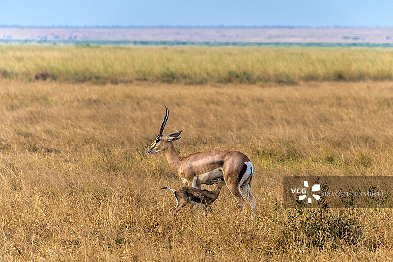 肯尼亚安博塞利黑斑羚图片素材