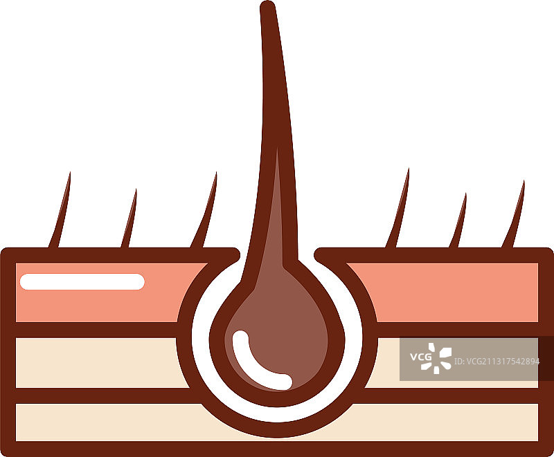 人体结构毛囊解剖图片素材