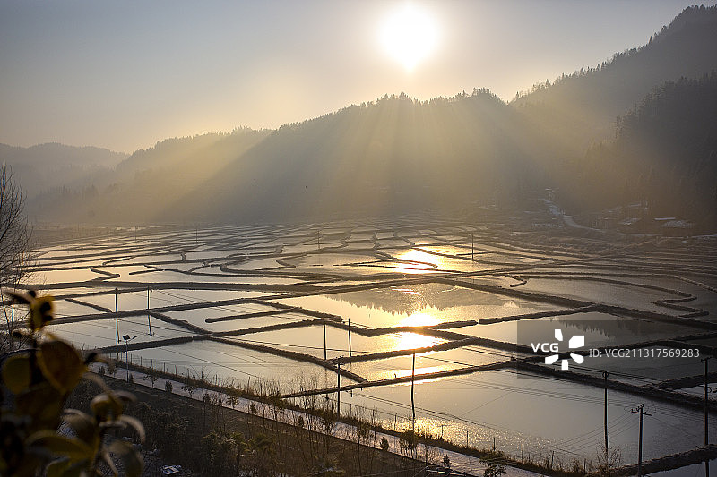 湖北利川冬日阳光下的莼菜田图片素材