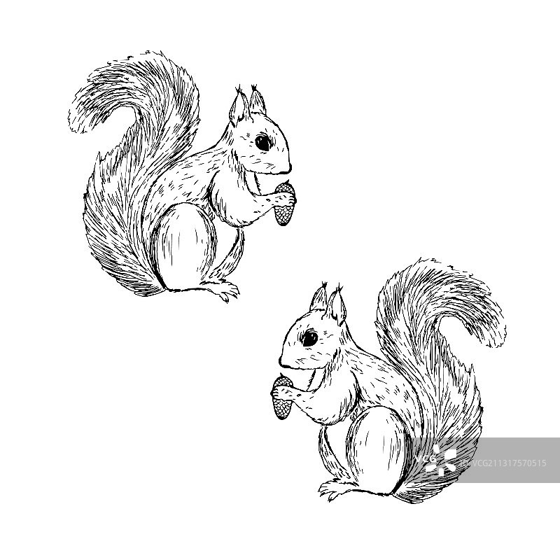 手绘森林动物松鼠黑色素描图片素材