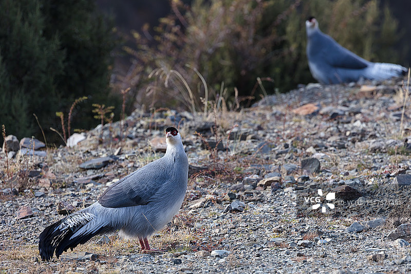 西藏那曲市比如县境内的保护动物藏马鸡。图片素材