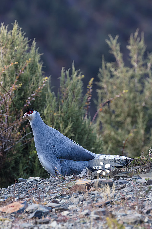 西藏那曲市比如县境内的保护动物藏马鸡。图片素材