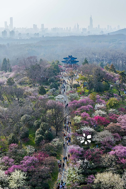 春到金陵——梅花谷春色，江苏南京图片素材