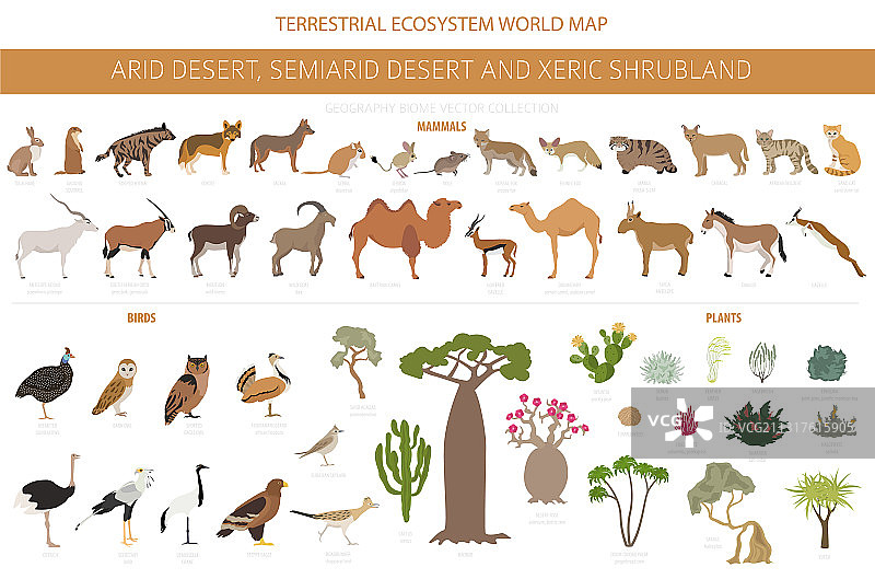 沙漠生物群落旱生灌木地自然区域图片素材