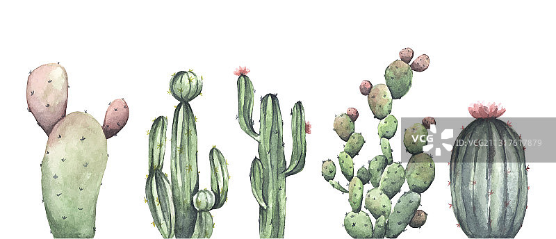 白色背景上的水彩仙人掌套装图片素材