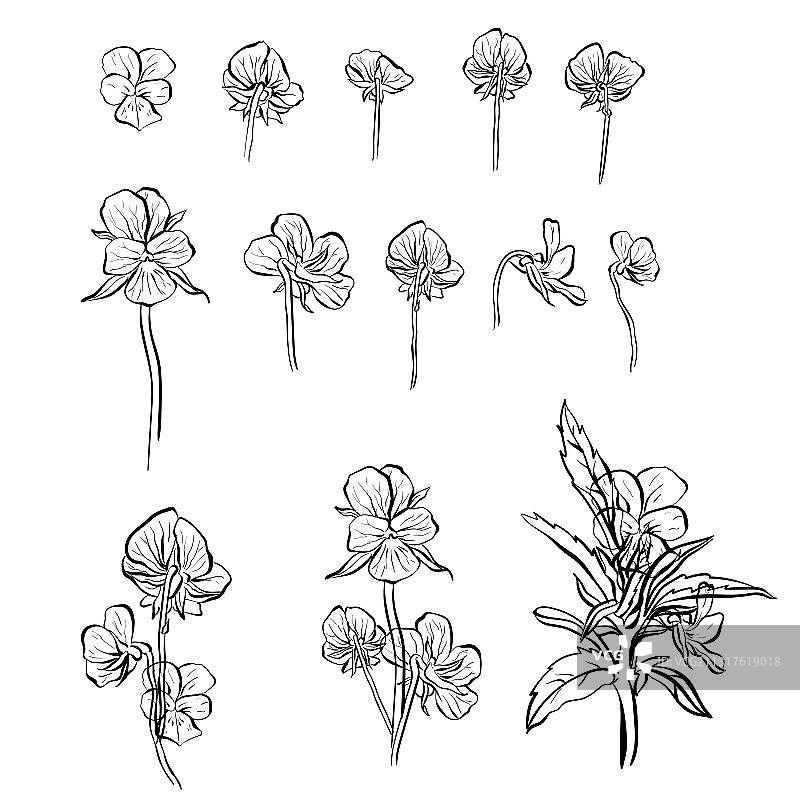 紫色勿忘我花朵图片素材